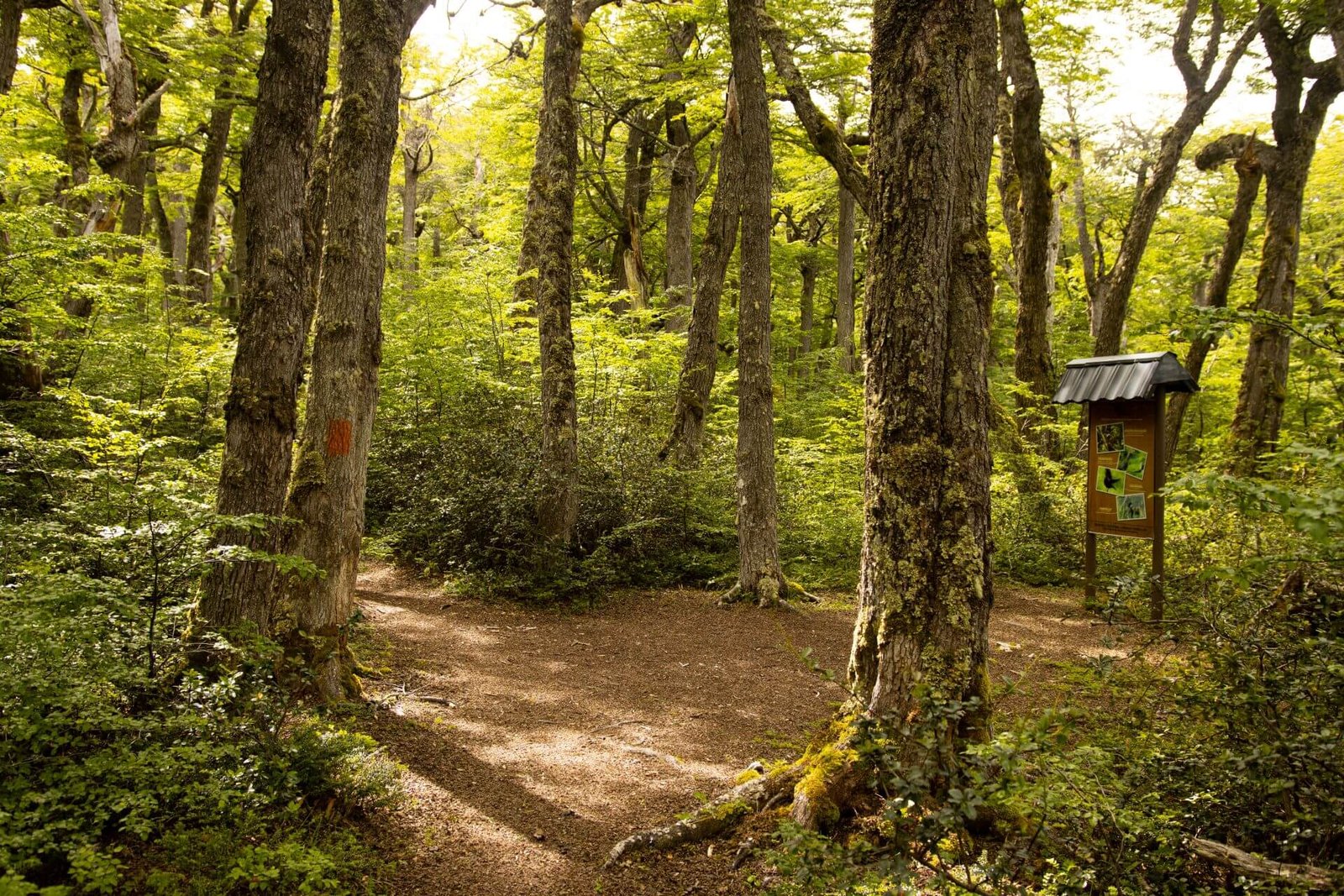 Excursión Cueva La Leona