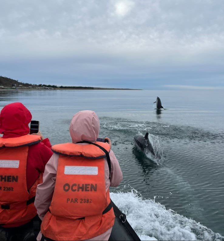 Avistamiento de Delfines