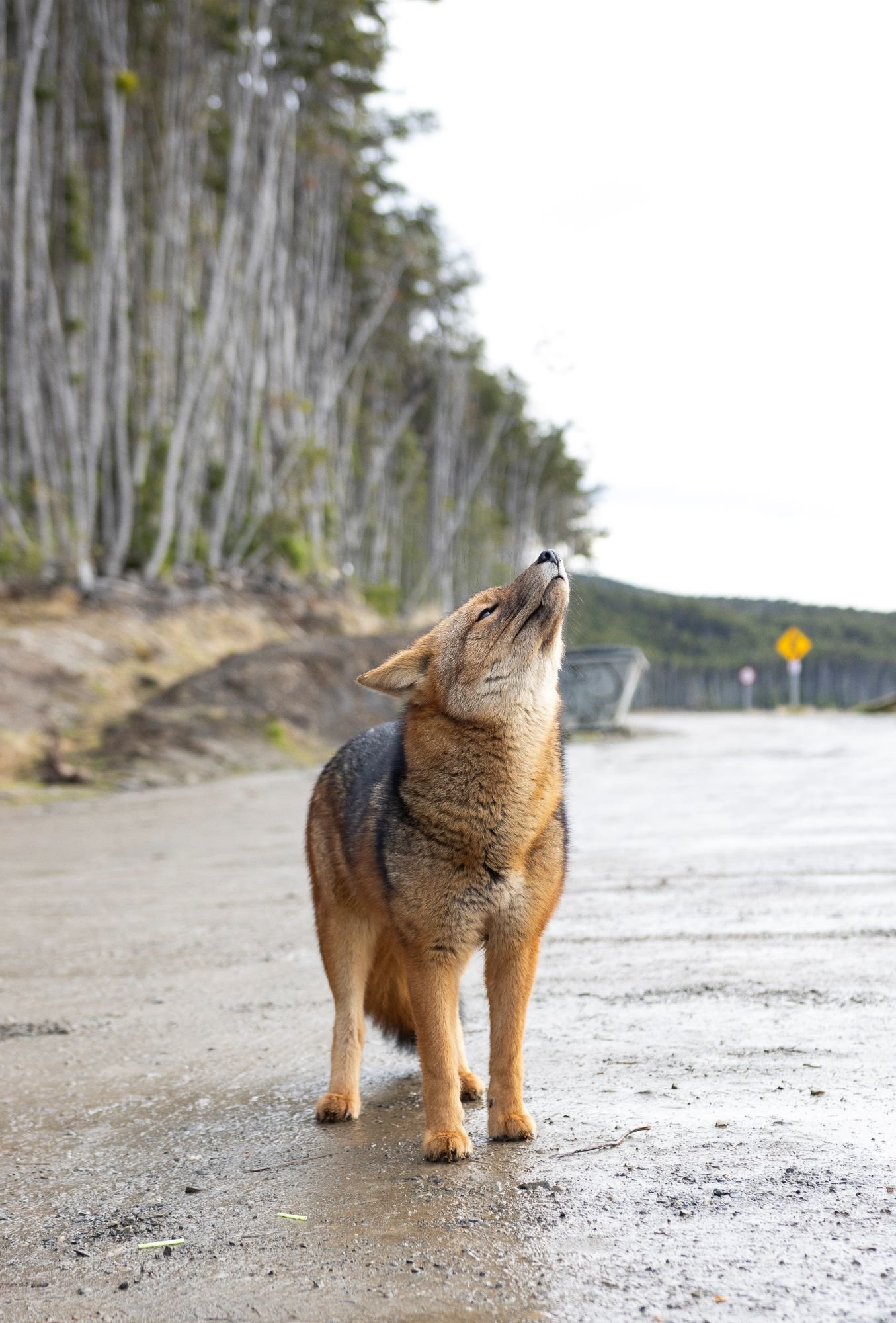 Zorro Faro San Isidro