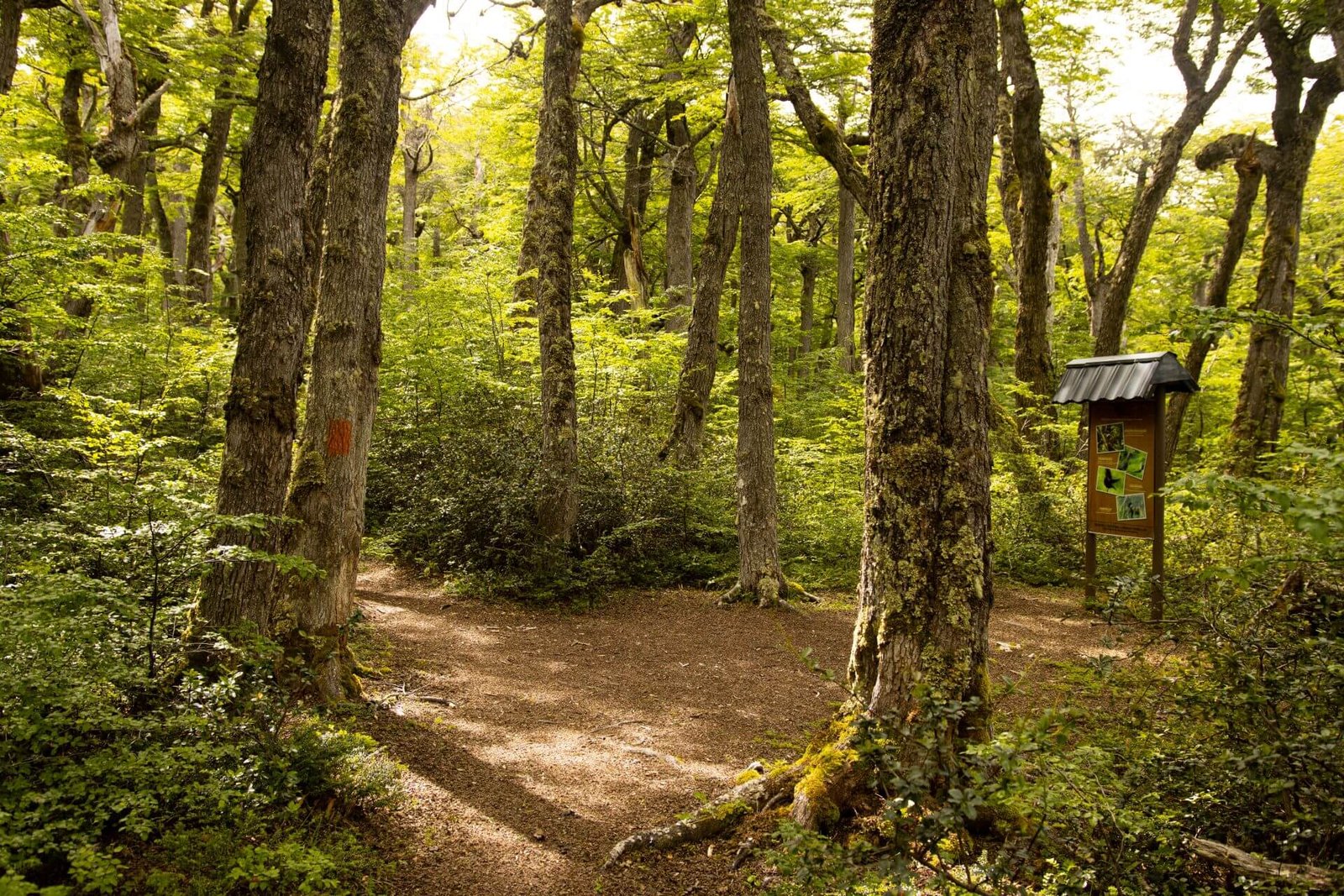 Laguna Parrillar surrounded by Patagonian forest