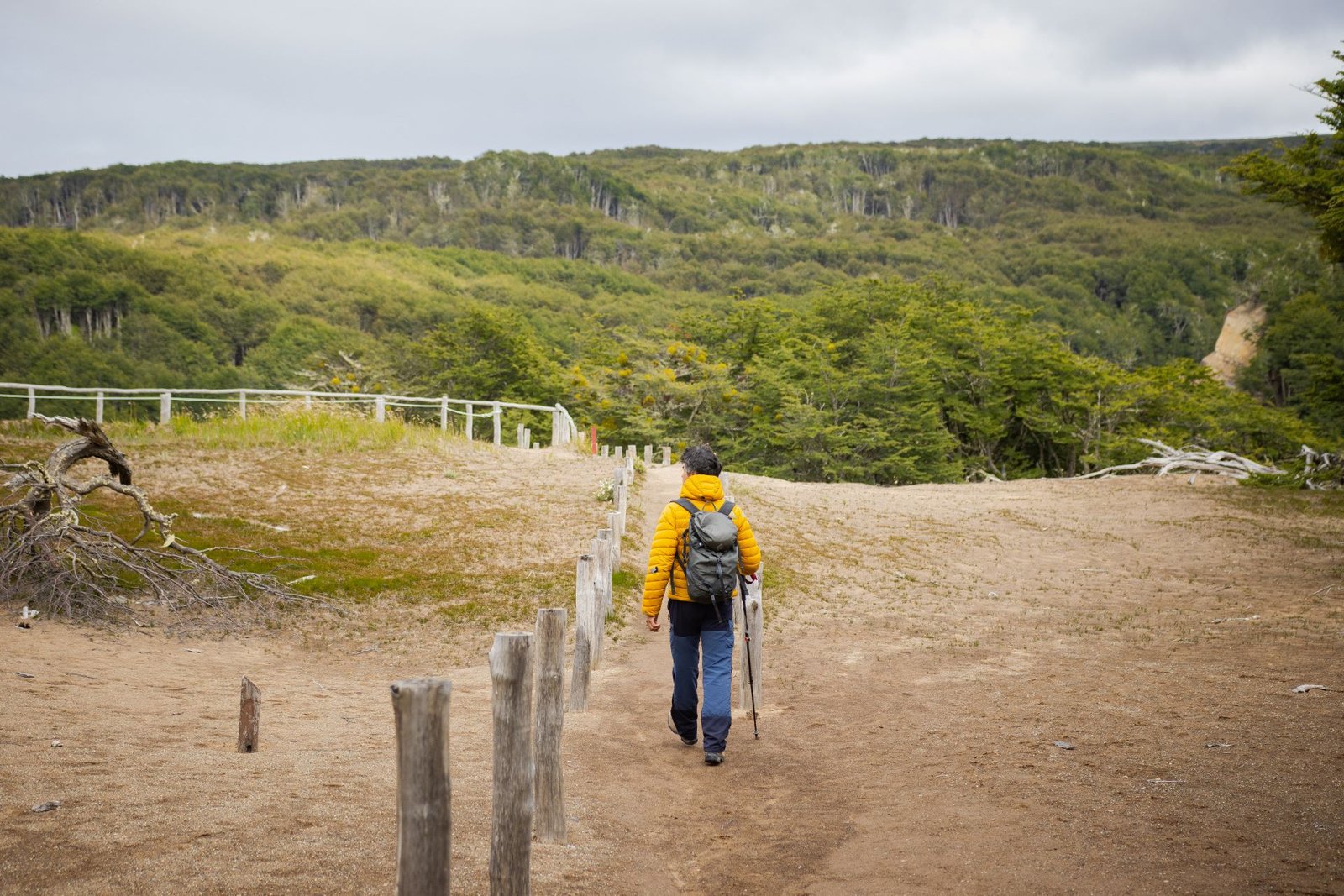 Lenga forest in Magallanes National Reserve