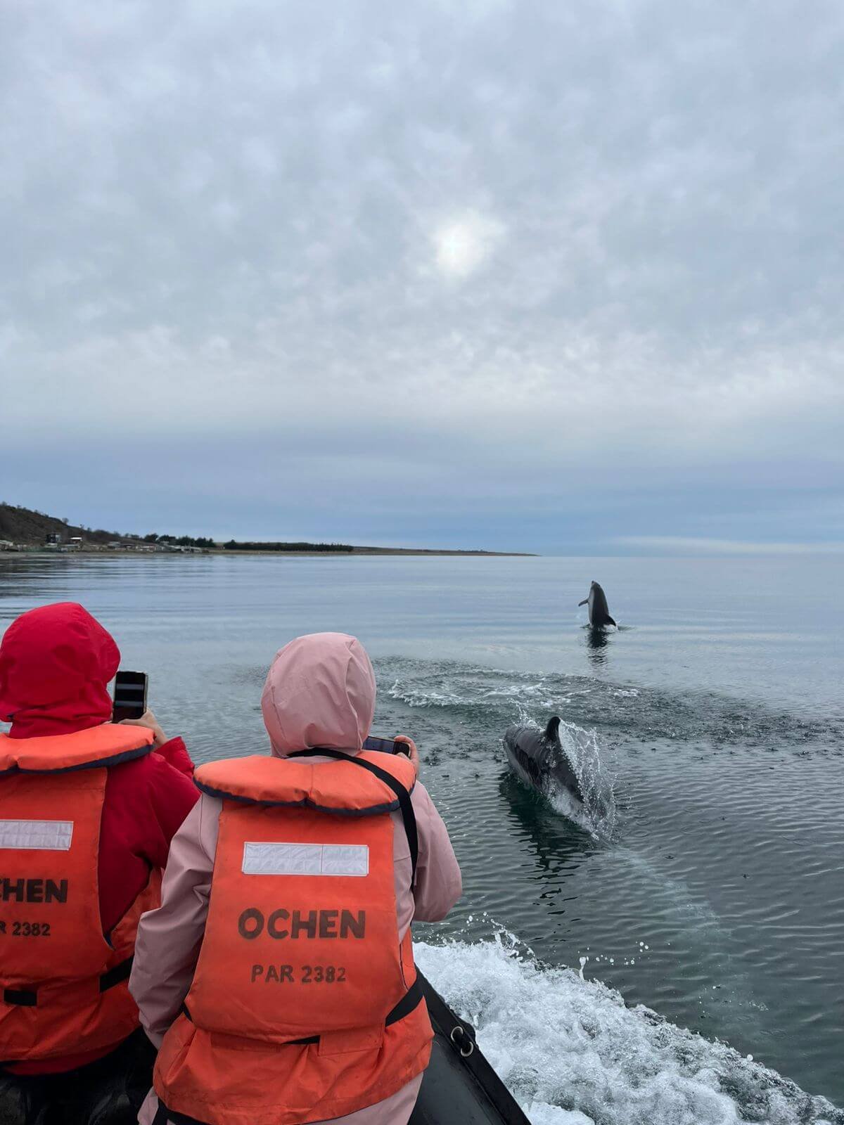 Peale's dolphin swimming in the Strait of Magellan